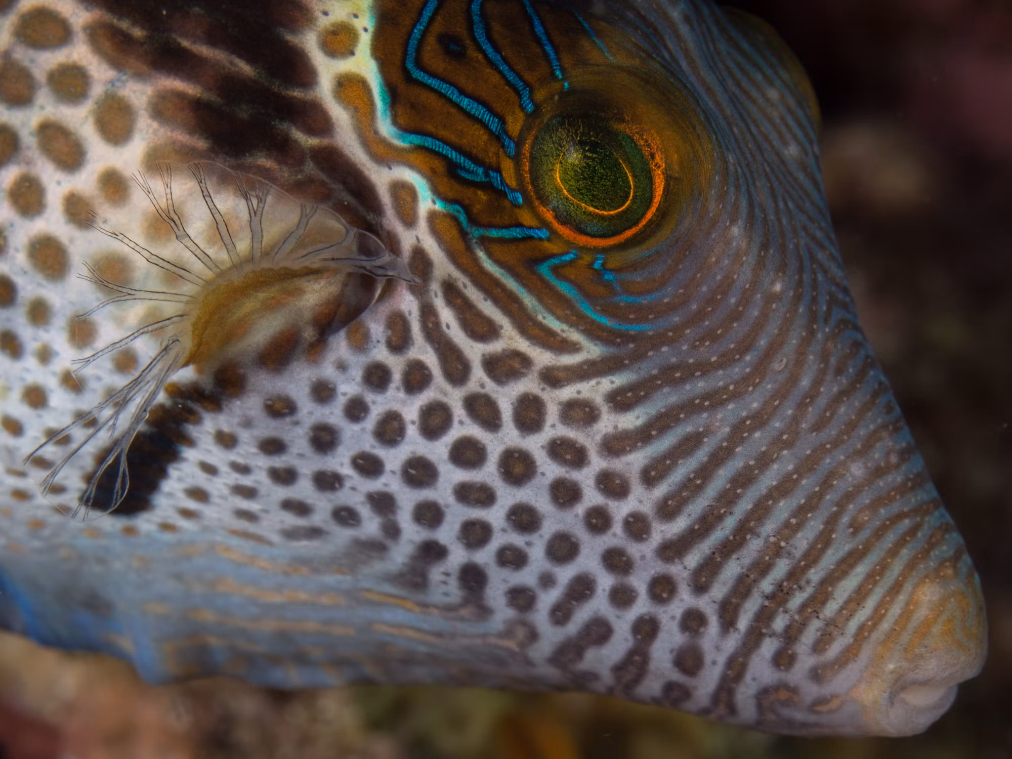 Diving Deep: A Comprehensive Guide to Underwater Exploration